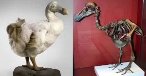 when was the last dodo bird seen