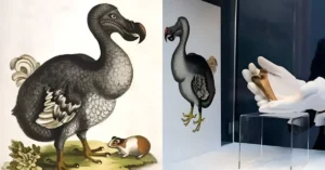 when was the last dodo bird seen